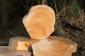 Ценные породы древесины. Самшит.