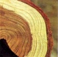 Хвойные породы древесины. Секвойя.